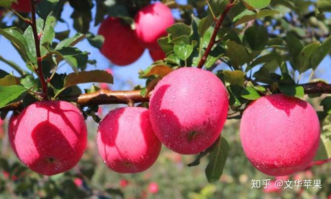 新疆苹果产量大吗知乎新闻2022年新疆水果市场发展前景