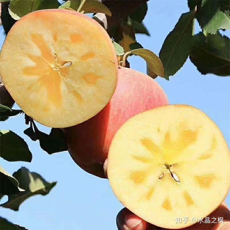 新疆苹果产量大吗知乎新闻2022年新疆水果市场发展前景-第2张图片-亚星国际官网